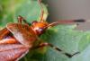 Deraeocoris olivaceus